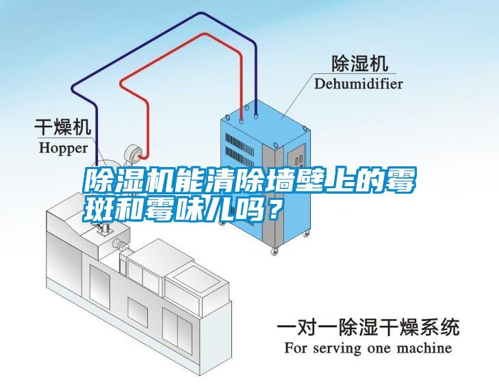 除濕機能清除墻壁上的霉斑和霉味兒嗎？