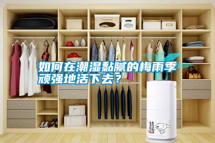 如何在潮濕黏膩的梅雨季頑強地活下去？