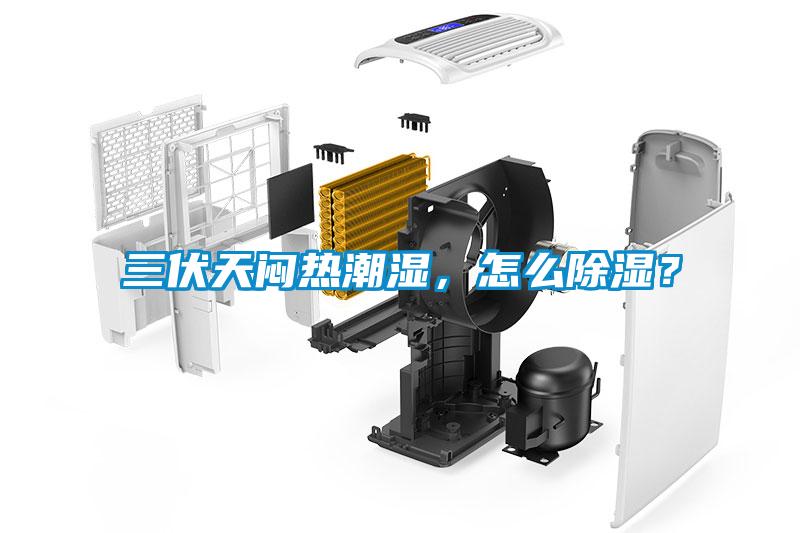 三伏天悶熱潮濕，怎么除濕？