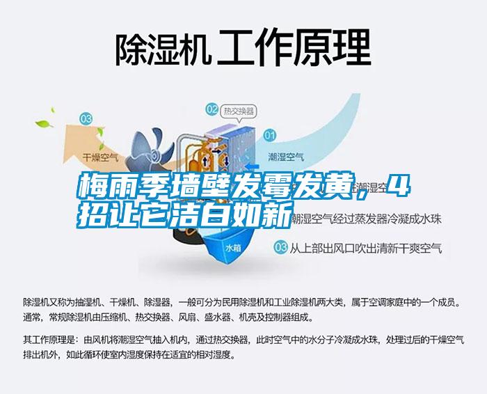 梅雨季墻壁發霉發黃，4招讓它潔白如新