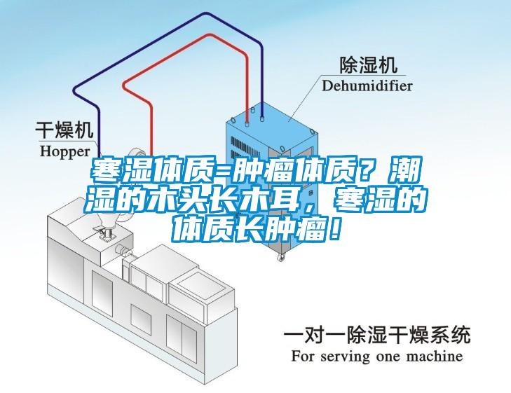 寒濕體質=腫瘤體質？潮濕的木頭長木耳，寒濕的體質長腫瘤！
