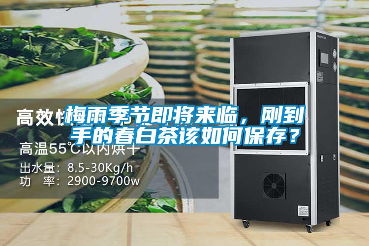 梅雨季節即將來臨，剛到手的春白茶該如何保存？