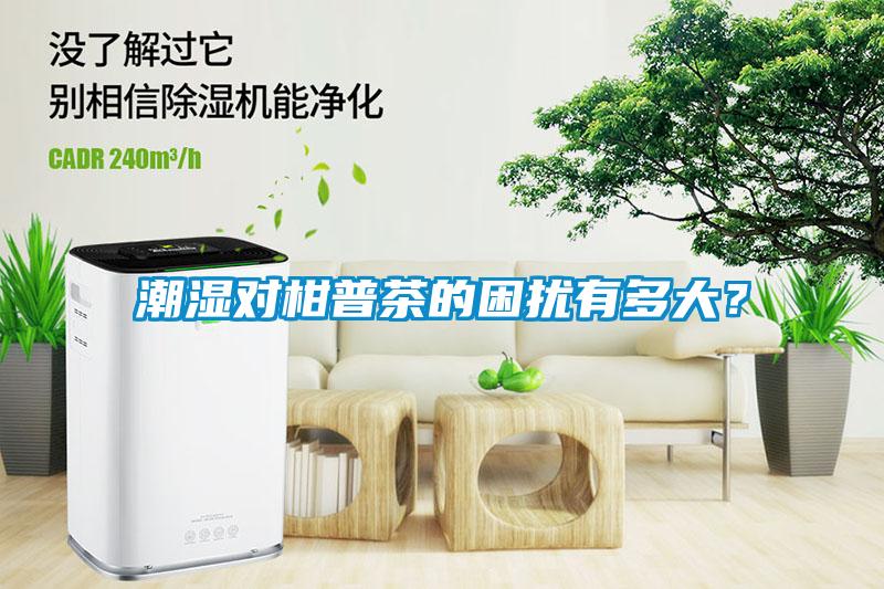 潮濕對柑普茶的困擾有多大？