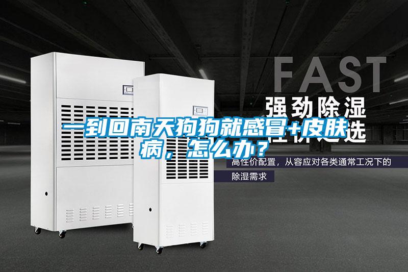 一到回南天狗狗就感冒+皮膚病，怎么辦？