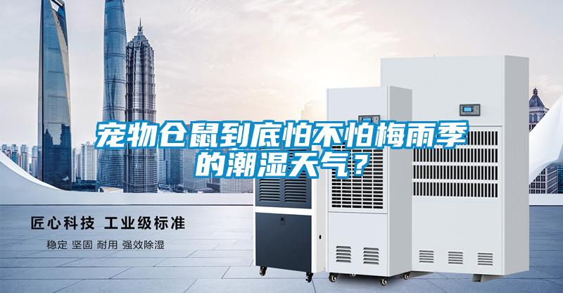 寵物倉鼠到底怕不怕梅雨季的潮濕天氣？