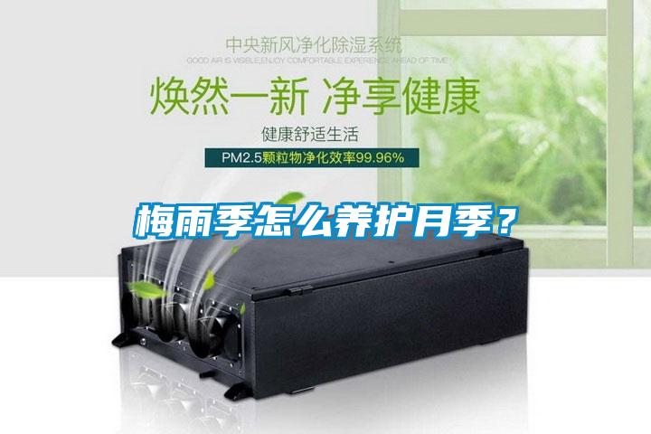 梅雨季怎么養護月季？