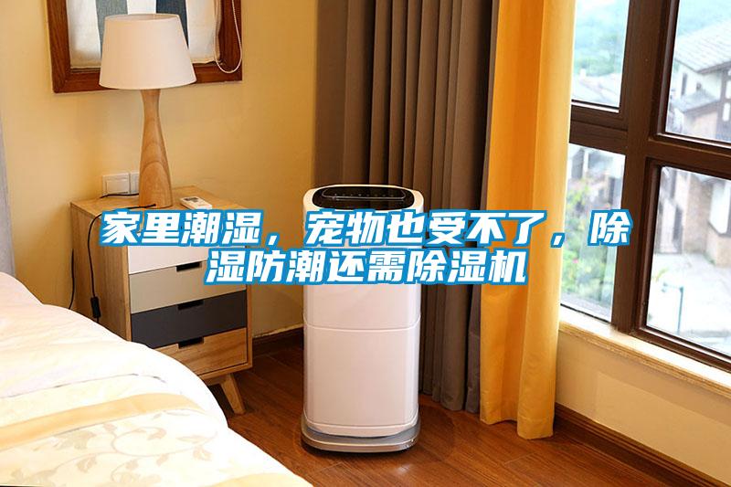 家里潮濕，寵物也受不了，除濕防潮還需除濕機