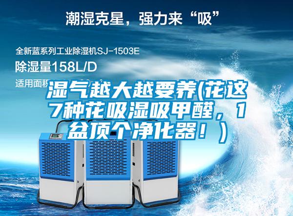 濕氣越大越要養(花這7種花吸濕吸甲醛，1盆頂個凈化器！)