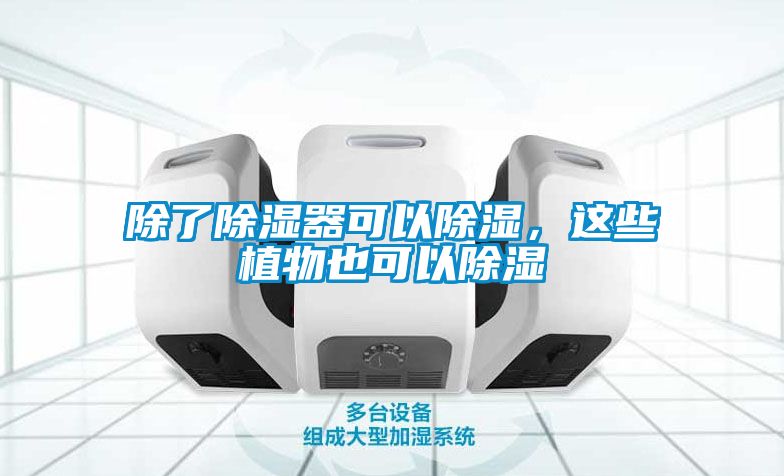 除了除濕器可以除濕，這些植物也可以除濕